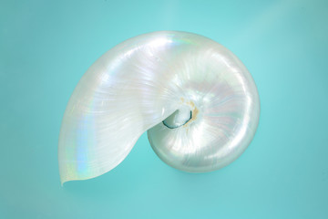 Nautilus pearl sea shell on blue background