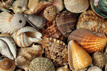 Different sea shells still life as a background