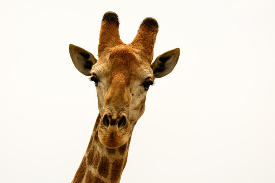 Title " Profile of an attendant Giraffe "
A picture of a Giraffe observing our every move whilst sat in the safari vehicle in Sabi Sands . South Africa