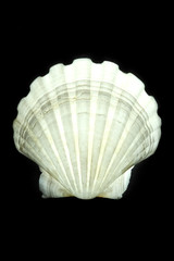 Scalop sea shell isolated on black background