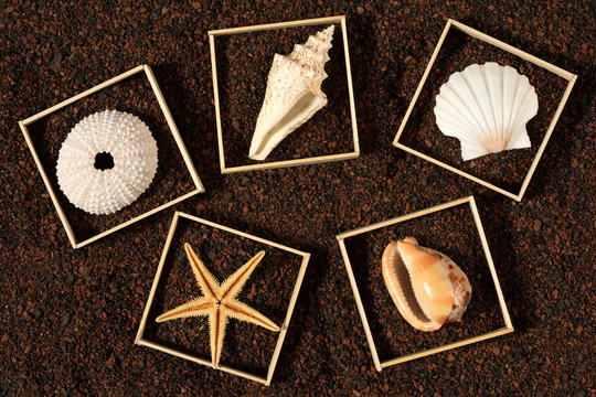 Sea shells, sea star and sea urchin on red sand background