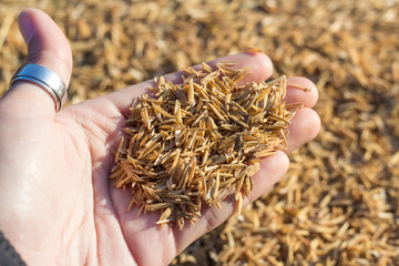 Rice chaff on hand