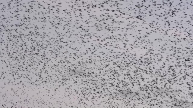 Flock of starlings dance in the winter sky, forming abstract shapes