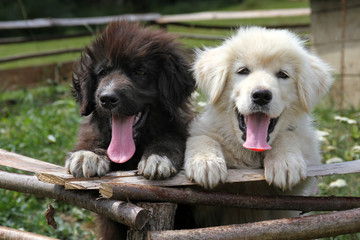 Two cute puppies