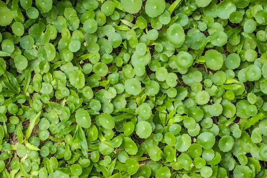 Water Pennywort (Hydrocotyle umbellata L.) green plant backgroun