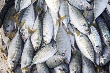 fresh fish in basket