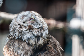 owl at the zoo
