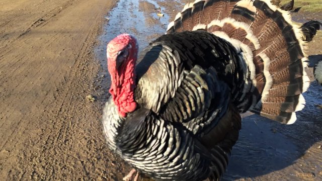 big black turkey feathers fluffed their
