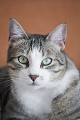 Obraz premium Cute cat portrait