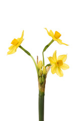 Multi headed daffodil