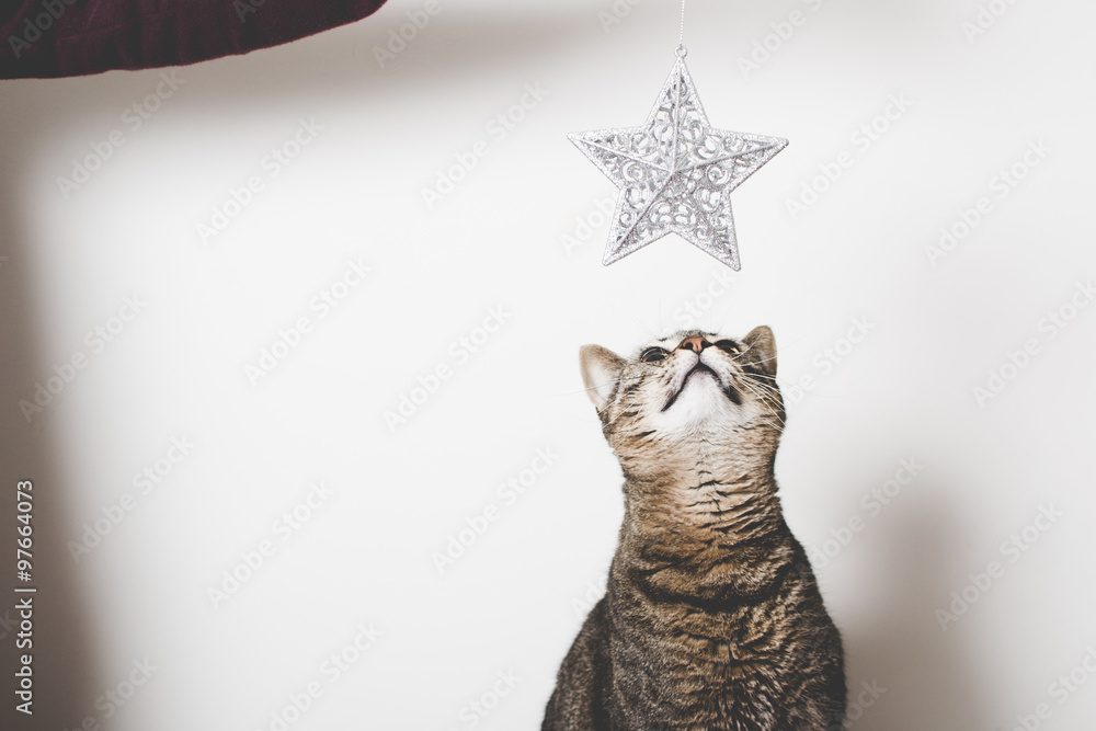 Wall mural cat looking at christmas decoration