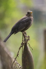 Amsel