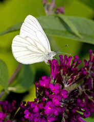 Green-veined White (Pieris napi) on a purple flower