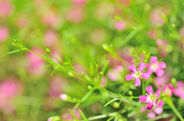 Obraz premium Colorful of flower in park.