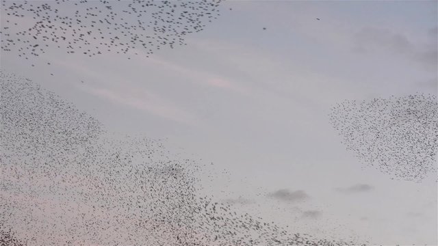 Flock of starlings dance in the winter sky, forming abstract shapes