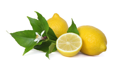 Fleur de citronnier et citrons