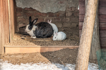 Rabbit mother and baby in farm