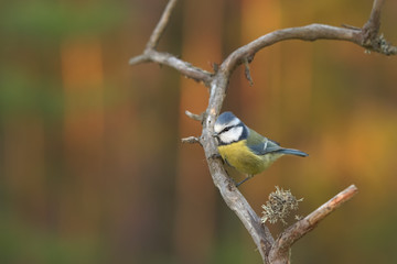 Blue tit sitting on a dry branch on a sunny day