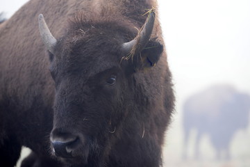 Fototapeta premium Hornschmuck, Büffel mit Gras am Horn