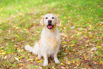 Happy Golden Retriever dog sitting on grass in park