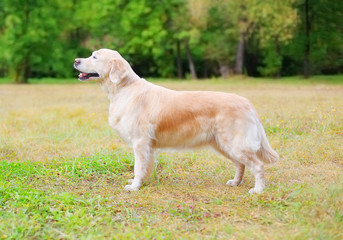 Happy Golden Retriever dog standing on grass in park, side view