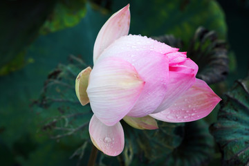 beautiful lotus flower