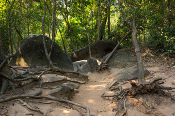 Rainforest in Cambodia