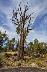 Grand Canyon, toter Baum, 