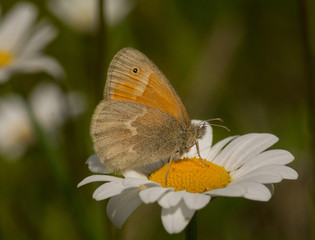 Common Ringlet