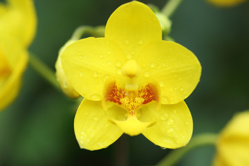 Fototapeta na wymiar yellow ground orchid flower