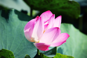 Fototapeta premium lotus flower blooming in pond