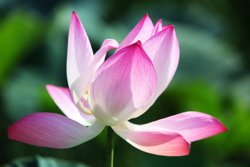 lotus flower blooming in garden