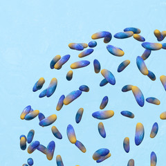 Toxoplasmose - 3d Render