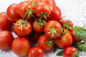 Tomato group