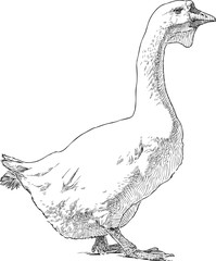 big white goose