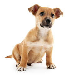 Obraz premium Puppy isolated on white