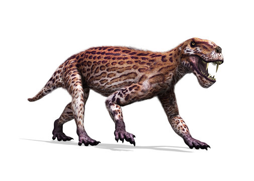Lycaenops