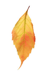 Autumn yellow leaf isolated on white