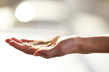 Hands holding a feather on blurred background, close-up