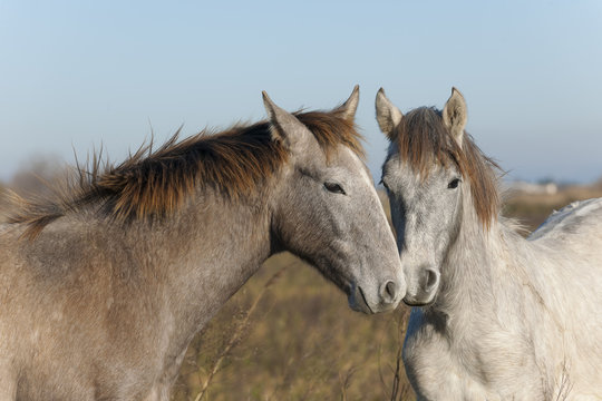 Two wild horses in the Camargue