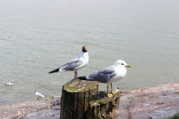 Black-headed gull and silvery seagull in a park