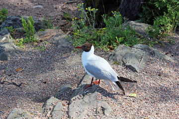 Black-headed Gull in a park