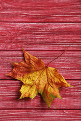 Autumn leaf on a red wooden table