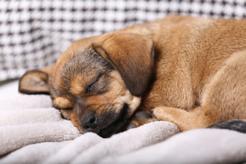 Cute puppy sleeping on sofa at home