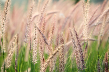 reeds grass background.