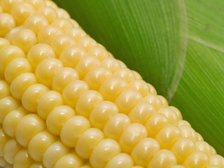 White Corn
