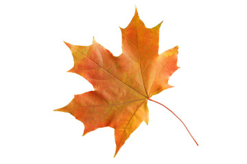 Autumn leaf isolated on white