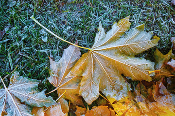 First frost on a maple leaves and grass. Hoarfrost and fallen leaves.