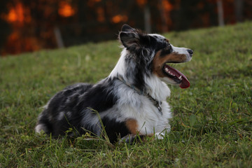 Australian Sheperd