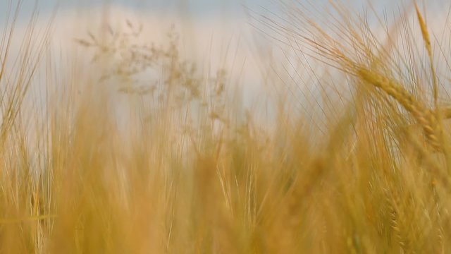 Videos grain oats and wheat field in the wind shakes